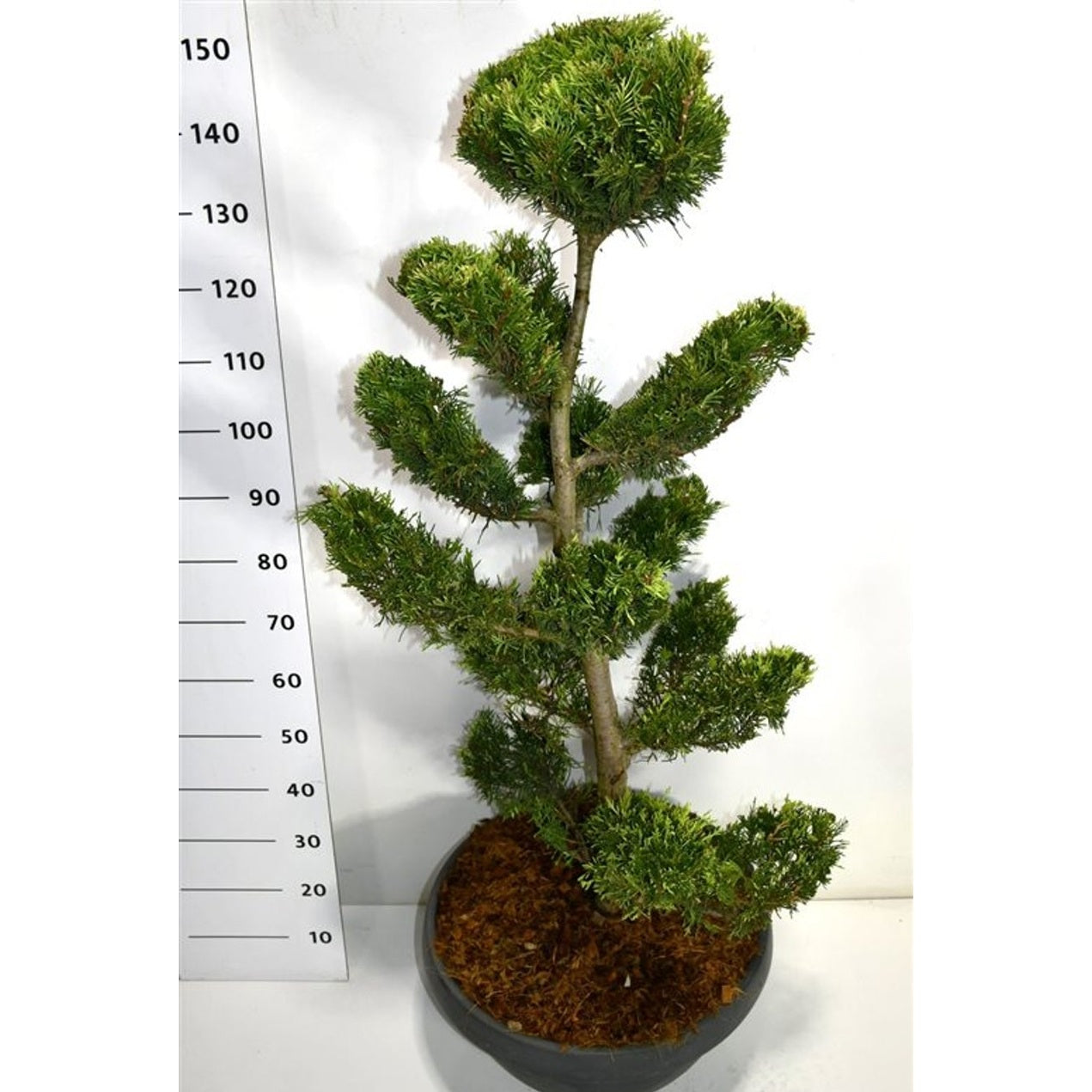 Cypresscypress – Cupressocyparis leylandii 'Gold Rider' - C45 125 cm. Bonsai